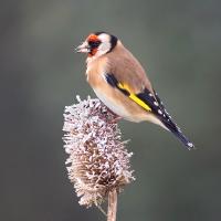Goldfinch 2 